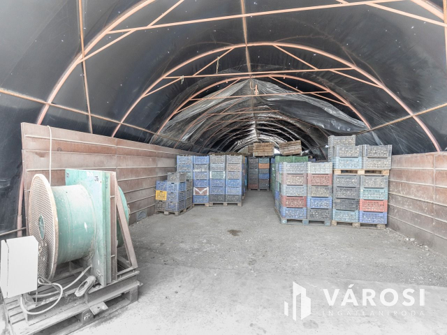 Makói, mezőgazdasági tanya/telephely eladó!